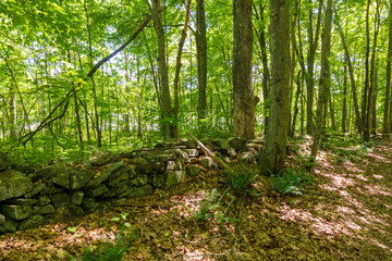Plants and trees surround an old stone wall