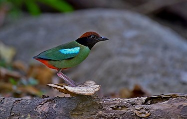 The evacuate Hooded Pitta at the city national park