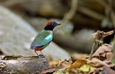 The evacuate Hooded Pitta at the city national park