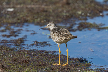Yellowlegs by the water in Alaska