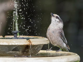 Gray Jay taking a drink at the bird fountain