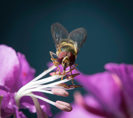 Hoverfly on a Fireweed Flower