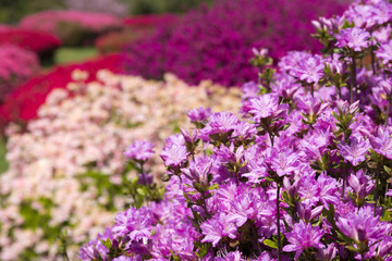 カラフルな花のボケをバックに紫のツツジの花
