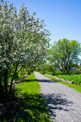 White flowers shedding petals in the spring