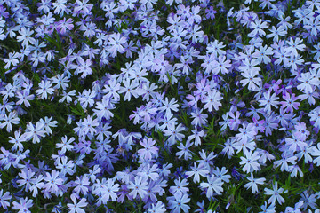 blue white flowers spring little plants blooming nature