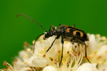 Evodinus borealis feeding on rowan flowers