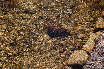 Pine cone underwater abstract 