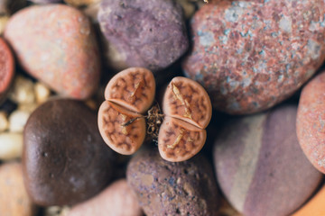 Stone plant, Aizoaceae