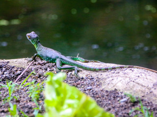 green lizard