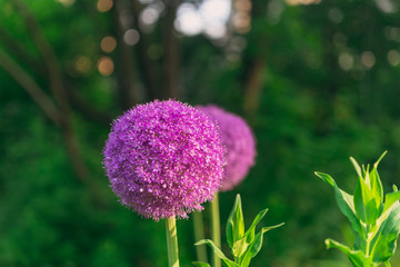 Purple allium flower globe in the summer garden