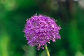 Purple allium flower globe in the summer garden
