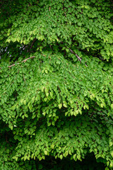 Natural background of the green leaves and branches of a Katsura tree