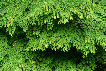 Natural background of the green leaves and branches of a Katsura tree
