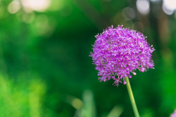 Purple allium flower globe in the summer garden