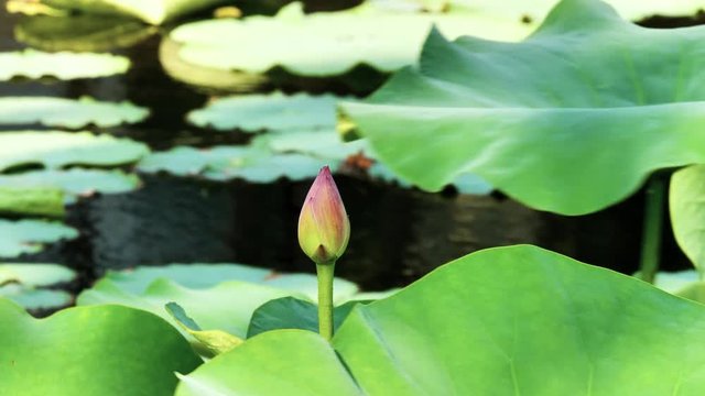 Summer flowers series, beautiful pink lotus bud in pond with green leaves, 4k movie, slow motion.