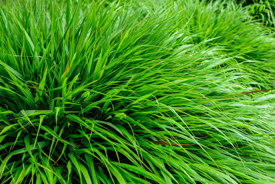 Peaceful texture of green Japanese Forest Grass as a natural background