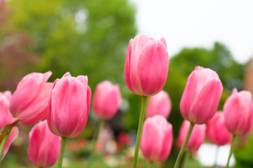 Obraz premium Group of red pink tulips in the garden during spring or summer time