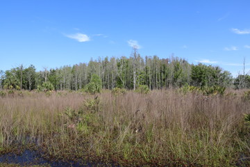 grass and blue sky
