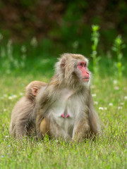 日本猿の親子