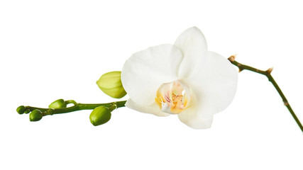 Fototapeta premium Kwiaty orchidei na białym tle.