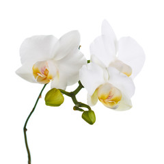 Orchid flowers isolated on white.