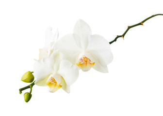 Orchid flowers isolated on white.