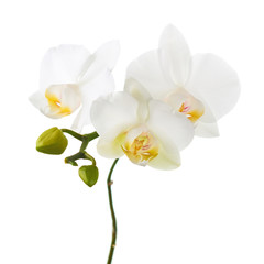 Obraz na płótnie Canvas Orchid flowers isolated on white.