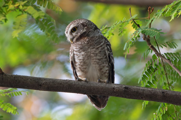 Spotted Owlet (Athene brama), standing on a branch 