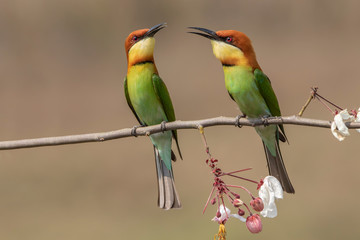 Chestnut-headed Bee-eater. At Nakornratchasima, Thailand 