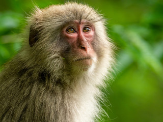 Obraz premium ニホンザル