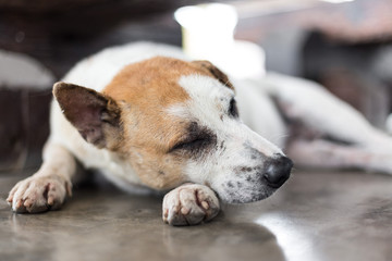 Close up Sleeping dog on the floor