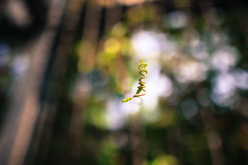 Beautiful macro view of creeper plant against light bokeh background