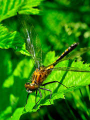 Dragonfly