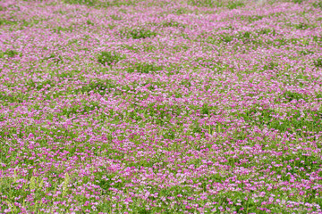 レンゲソウのお花畑