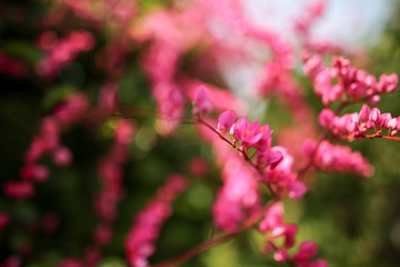 Beautiful natural wild flower blossom in spring bright pink color