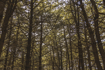 Fototapeta premium 숲