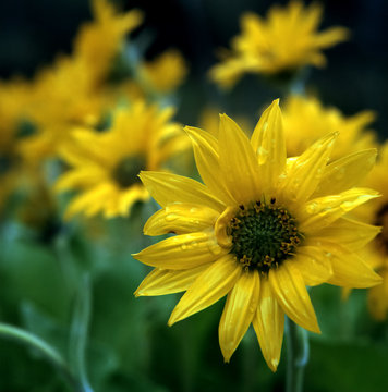 Balsamroot Flower in Rowena, Oregon, April