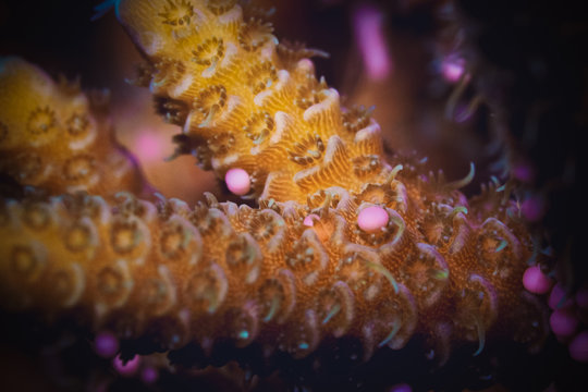 Stony coral (Acropora millepora) releasing egg-sperm bundles during the annual coral spawning event in the Great Barrier Reef following the full moon in late November.