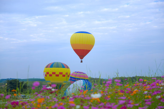 Balloon festival during winter in Chiangrai, Thailand with cosmos flower field plantation on ground.