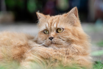 Naklejka na ściany i meble Portrait of a beautiful ginger cat in garden, closeup
