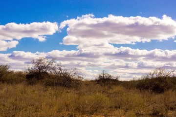Obraz premium The extraordinary landscape of the steppes of Kalmykia. Over the boundless steppe float bizarre Cumulus clouds.
