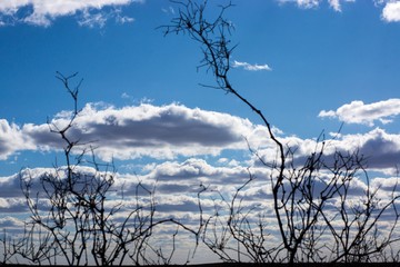 The extraordinary landscape of the steppes of Kalmykia. Over the boundless steppe float bizarre Cumulus clouds.