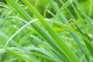 natural background, soft focus of lemongrass leaf after the rain.