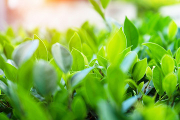 Natural green plants landscape using as a background