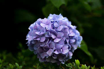 Fototapeta premium 花火
