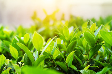 Natural green plants landscape using as a background