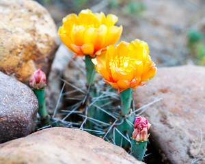cactus flowers