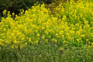 Field mustard , Brassica napus, (Nanohana)