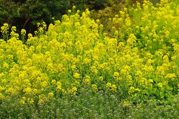 Field mustard , Brassica napus, (Nanohana)