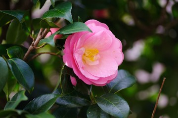 Camellia japonica (Tsubaki) , single flowered